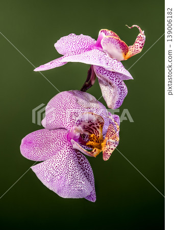 Vibrant Spotted Purple Phalaenopsis Orchid Flowers With Fresh Dew Droplets Vibrant Spotted Purple Phalaenopsis Orchid Flowers With Fresh Dew Droplets 139006182