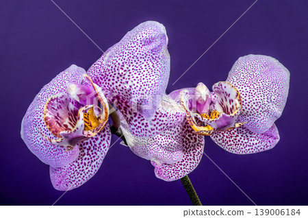 Stunning Purple Speckled Phalaenopsis Orchid Flowers Against Dark Purple Background Stunning Purple Speckled Phalaenopsis Orchid Flowers Against Dark Purple Background 139006184