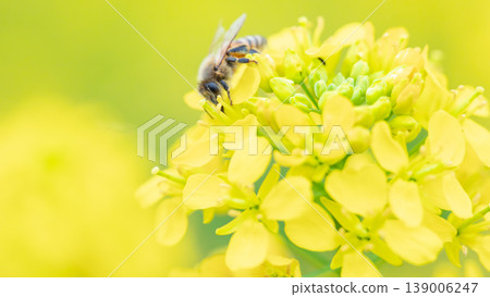 Bee honey sucking honey from rape blossoms 139006247