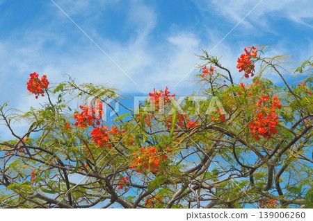 A sunny early autumn day, a royal poinciana tree in bloom – a scene from Okinawa. A sunny early autumn day, a royal poinciana tree in bloom – a scene from Okinawa. 139006260