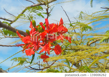 A sunny early autumn day, a royal poinciana tree in bloom – a scene from Okinawa. A sunny early autumn day, a royal poinciana tree in bloom – a scene from Okinawa. 139006262