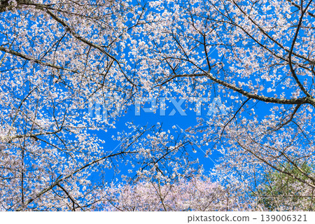 背景圖片：霞之城公園櫻花盛開，藍天白雲，霞之城是日本100個最佳賞櫻地點之一。 139006321