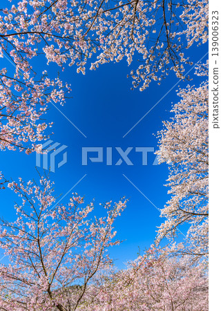 背景圖片:霞之城公園櫻花盛開,藍天白雲,霞之城是日本100個最佳賞櫻地點之一。 背景圖片:霞之城公園櫻花盛開,藍天白雲,霞之城是日本100個最佳賞櫻地點之一。 139006323