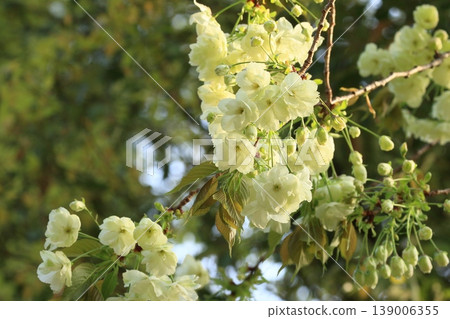Light green cherry blossoms, turmeric cherry blossoms, turmeric cherry blossoms, cherry blossoms, turmeric in full bloom Light green cherry blossoms, turmeric cherry blossoms, turmeric cherry blossoms, cherry blossoms, turmeric in full bloom 139006355