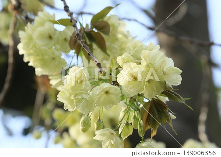 Light green cherry blossoms, turmeric cherry blossoms, turmeric cherry blossoms, cherry blossoms, turmeric in full bloom Light green cherry blossoms, turmeric cherry blossoms, turmeric cherry blossoms, cherry blossoms, turmeric in full bloom 139006356