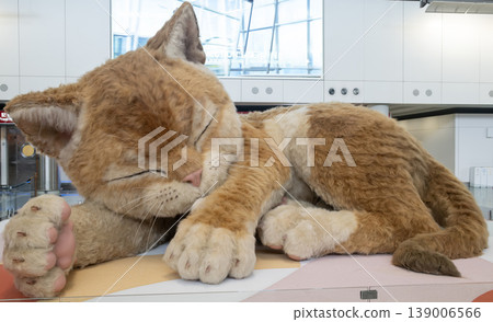 An 8-meter (26 ft) long interactive ginger cat sculpture is on display at Hong Kong International Airport An 8-meter (26 ft) long interactive ginger cat sculpture is on display at Hong Kong International Airport 139006566