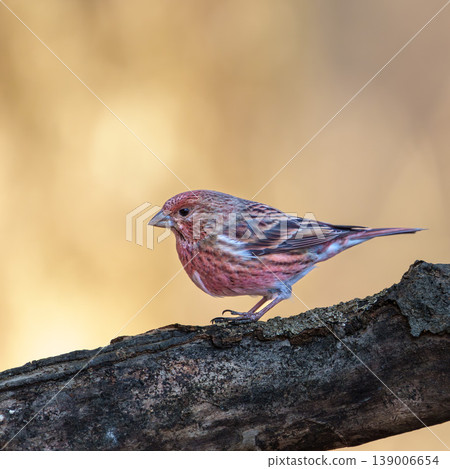 A portrait of a long-tailed rosefinch perched on a branch. A portrait of a long-tailed rosefinch perched on a branch. 139006654