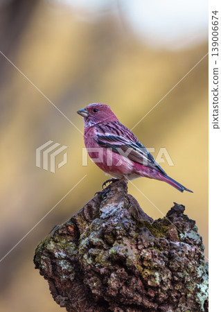 A portrait of a long-tailed rosefinch perched on a branch. A portrait of a long-tailed rosefinch perched on a branch. 139006674