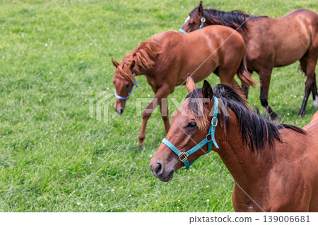 Racehorses standing still at a ranch in Shin-Urakawa Town, Hokkaido [July] 139006681