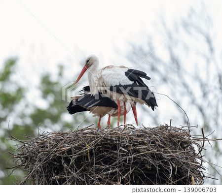 White Stork Standing on Nest with Twig in Beak White Stork Standing on Nest with Twig in Beak 139006703
