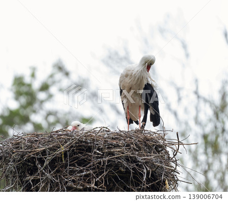 White Stork Standing on Nest with Twig in Beak White Stork Standing on Nest with Twig in Beak 139006704