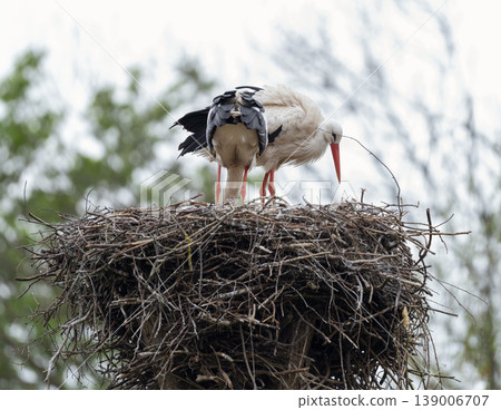 White Stork Standing on Nest with Twig in Beak White Stork Standing on Nest with Twig in Beak 139006707