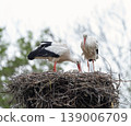 White Stork Standing on Nest with Twig in Beak 139006709