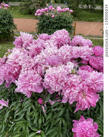 Pink peonies blooming abundantly in a garden setting with lush green leaves Pink peonies blooming abundantly in a garden setting with lush green leaves 139006834