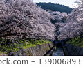 琵琶湖運河沿岸櫻花盛開 139006893