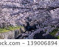 琵琶湖運河沿岸櫻花盛開。 139006894