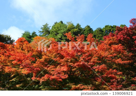 Autumn leaves of Hiei Mountain Autumn leaves of Hiei Mountain 139006921