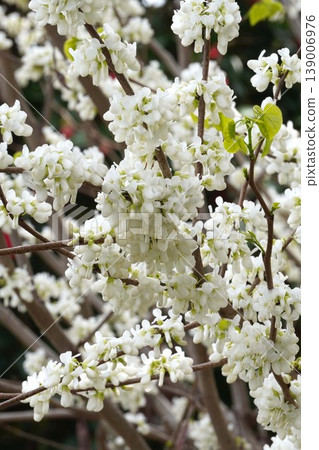 Redbud trees in full bloom - April 2026 Redbud trees in full bloom - April 2026 139006976