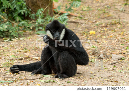 Black monkey sitting on forest ground eating food, wildlife animal in natural habitat with expressive face, highlighting behavior, ecology and biodiversity in tropical environment nature photography Black monkey sitting on forest ground eating food, wildlife animal in natural habitat with expressive face, highlighting behavior, ecology and biodiversity in tropical environment nature photography 139007031