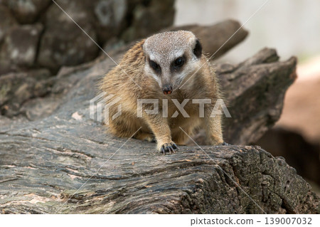 Meerkat sitting on wooden log looking alert, small mammal wildlife in natural habitat, showcasing animal behavior, curiosity and survival instinct in outdoor environment nature photography 139007032