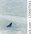 Crow walking on sandy beach 139007041