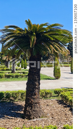 Palm tree with lush green fronds standing in a landscaped garden, surrounded by neatly trimmed hedges and a clear blue sky in the background Palm tree with lush green fronds standing in a landscaped garden, surrounded by neatly trimmed hedges and a clear blue sky in the background 139007100