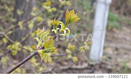 Close-up of fresh green leaves sprouting from a branch in early spring, with blurred background of natural environment and a white post visible 139007121