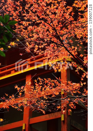 Hiei山秋葉 Hiei山秋葉 139007128