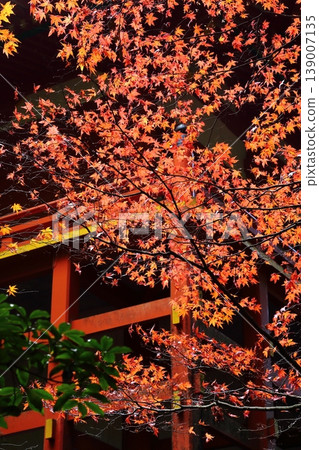 Autumn leaves of Hiei Mountain Autumn leaves of Hiei Mountain 139007135