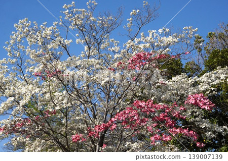 山茱萸樹,2026年4月 山茱萸樹,2026年4月 139007139
