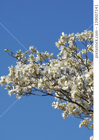 Dogwood tree, April 2026 Dogwood tree, April 2026 139007141