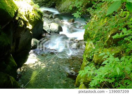 [Kanagawa Prefecture] Clear stream flowing through a forest valley 139007209