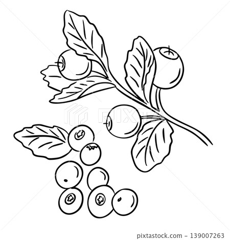 Illustration of a blueberry branch with ripe fruit and leaves, accompanied by a cluster of blueberries on a plain white background Illustration of a blueberry branch with ripe fruit and leaves, accompanied by a cluster of blueberries on a plain white background 139007263