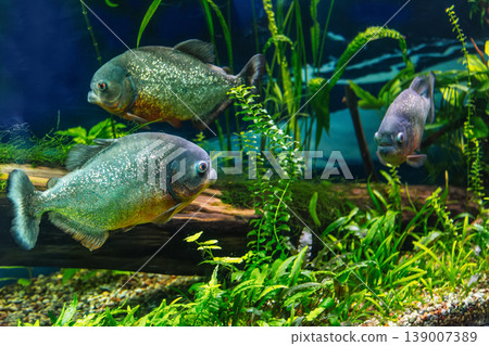 Red-breasted Piranha or Serrasalmus Nattereri 139007389