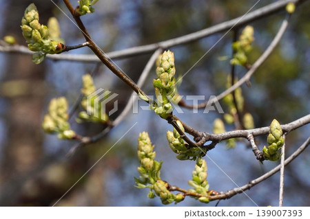 楓香花蕾和嫩葉 - 2026年4月 楓香花蕾和嫩葉 - 2026年4月 139007393