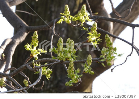 楓香花蕾和嫩葉 - 2026年4月 139007397
