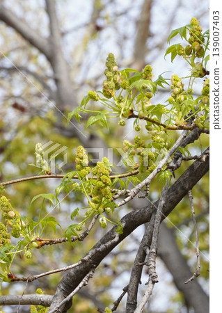 楓香花蕾和嫩葉 - 2026年4月 楓香花蕾和嫩葉 - 2026年4月 139007403
