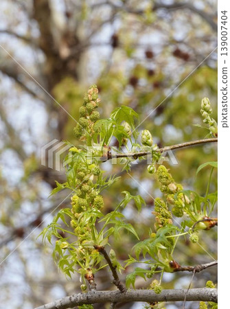 Sweetgum flower buds and young leaves - April 2026 139007404