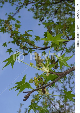 楓香花蕾和嫩葉 - 2026年4月 139007406