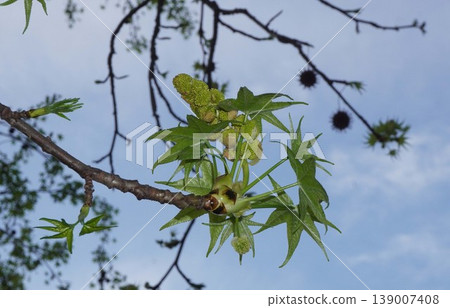 楓香花蕾和嫩葉 - 2026年4月 楓香花蕾和嫩葉 - 2026年4月 139007408