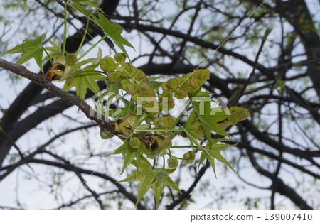 Sweetgum flower buds and young leaves - April 2026 139007410