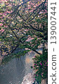 Kawazu cherry blossoms blooming along the river 139007441