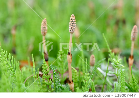 Horsetail blooming in the spring field Horsetail blooming in the spring field 139007447