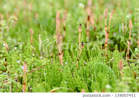 Horsetail blooming in the spring field Horsetail blooming in the spring field 139007451