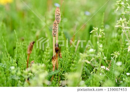 Horsetail blooming in the spring field Horsetail blooming in the spring field 139007453