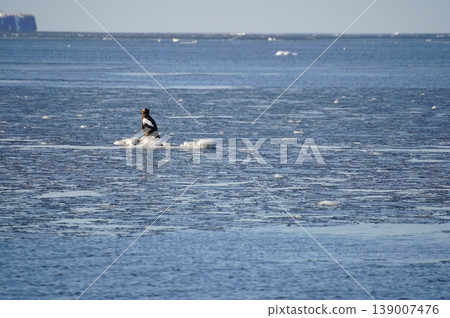 一隻斯特勒海雕棲息在浮冰上 一隻斯特勒海雕棲息在浮冰上 139007476