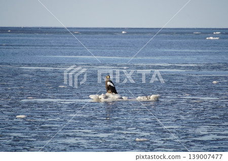 A Steller's sea eagle riding on an ice floe A Steller's sea eagle riding on an ice floe 139007477