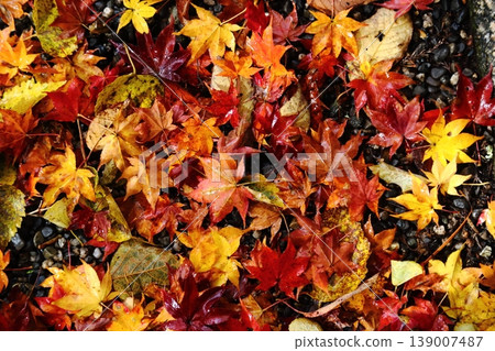 Autumn leaves on Mount Hiei Autumn leaves on Mount Hiei 139007487