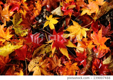 Autumn leaves on Mount Hiei Autumn leaves on Mount Hiei 139007488