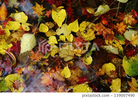 Autumn leaves on Mount Hiei Autumn leaves on Mount Hiei 139007490